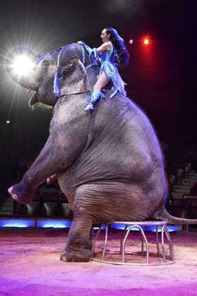 Jana Mandana Lacey-Krone mit Elefant bei der Premiere der 3. Winterspielzeit 2017 des Circus Krone im Kronebau. München, 01.03.2017 Foto:xP.xSchönbergerx xFuturexImage