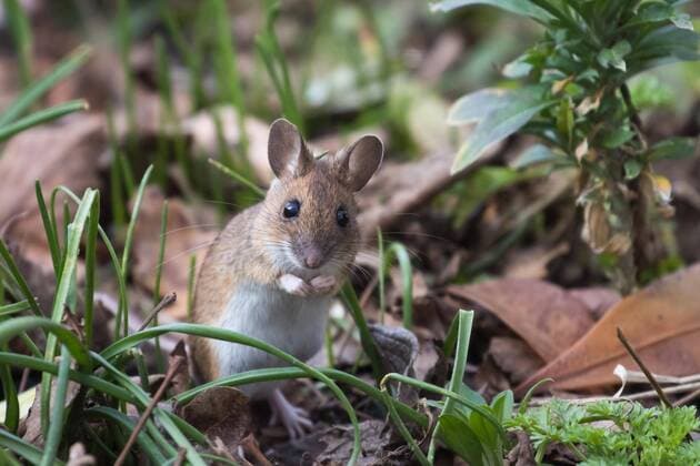  Hausmaus (Mus musculus) in Wiese, Hessen, Deutschland, Europa Copyright: imageBROKER/WilfriedxMartin ibxwma04497937.jpg