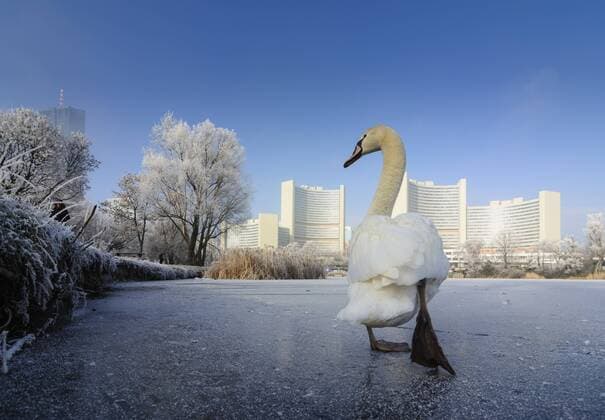 IMAGO Creative, Jahreszeit Winter in der Stadt IMAGO Creative: Winter in der Stadt Wien, Vienna, frozen lake Kaiserwasser, VIC (Vienna International Center, UN building), DC Tower, mute swan Schwan, Höckerschwan Wien, Vienna Austria 22. Donaustadt