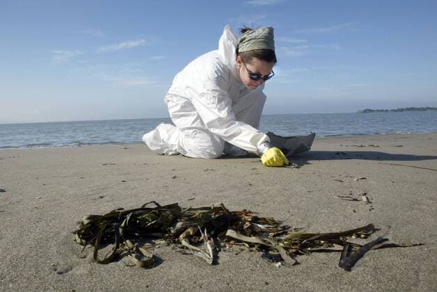 Nov. 17, 2007 - Sarah Terry-Cobo, left, takes part in the oil spill cleanup at Ashby Beach in Berkeley, California, on Saturday, November 17, 2007. ( Oakland Tribune MCT) - ZUMAm67_ 20071117_baf_m67_104 Copyright: xRayxChavezx