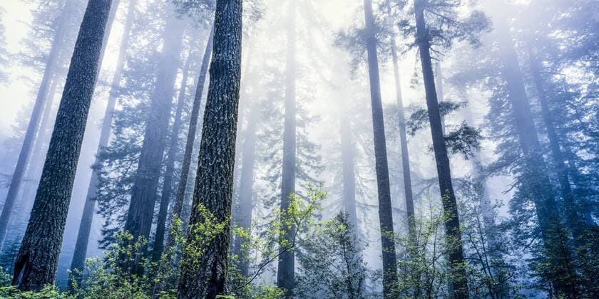Redwood Nationalpark, Kalifornien, USA Copyright: xMEVx ALLMVMEV123032