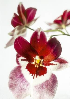 Rot-weisse Blueten, Orchidee, Miltonia-Hybride Copyright: xMEVx ALLMV53008002