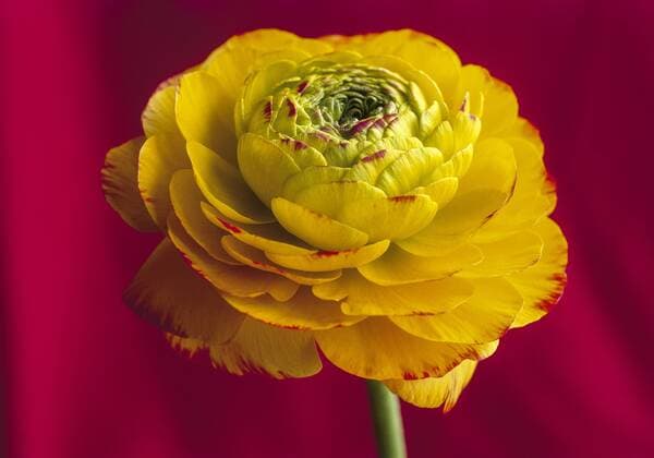 Ranunkel, gelbe Doldenbluete vor rotem Hintergrund Copyright: xMEVx ALLMVMEV64031