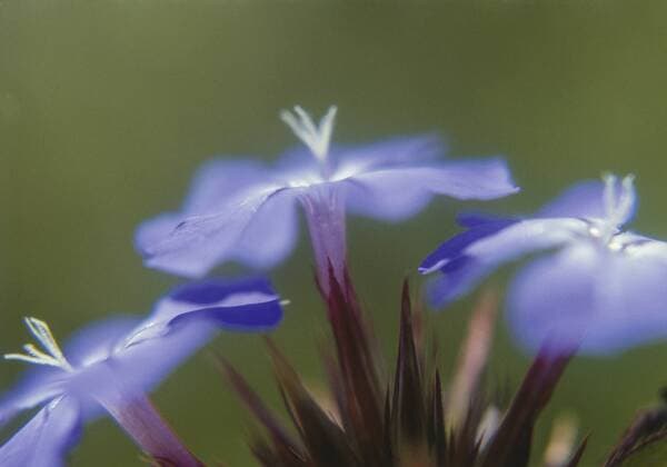 Bleiwurz, blaue Blueten Copyright: xMEVx ALLMVMEV72036