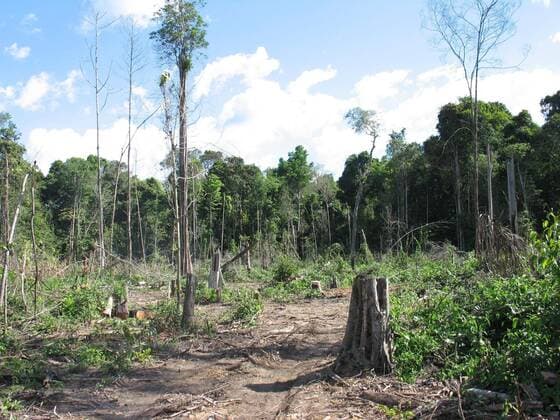 IMAGO Nature: Unsere Erde, Umweltprobleme, Regenwald June 21, 2007 - U.S. - A patch of recently deforested Amazon rain forest is cut out of the jungle June 21, 2007, near Tailandia, Brazil. Brazil is the world s fourth biggest emitter of greenhouse gases, largely due to deforestation. ( MCT) - ZUMAm67_ 20070621_baf_m67_108 Copyright: xJackxChangx