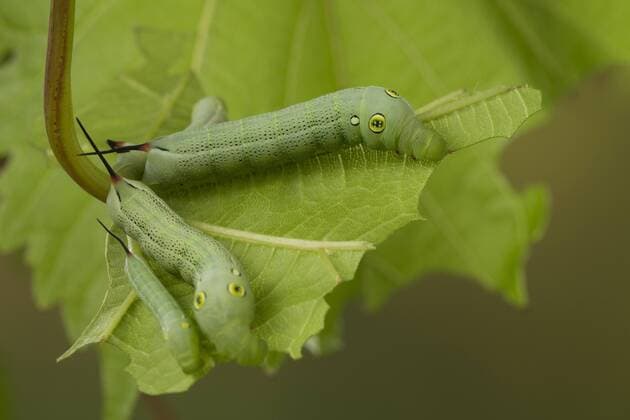 Grosser Weinschwaermer (Hippotion celerio), Raupe frisst an Weinrebe, Deutschland silver-striped hawkmoth (Hippotion celerio), caterpillar feeding on vine leaves, Germany BLWS448608 Copyright: xblickwinkel F.xHeckerx