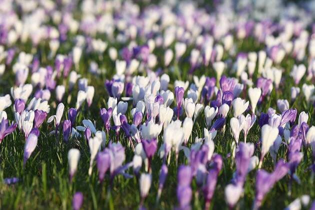 Bilder des Tages Frühling im Westen Krokusse blühen am 15.03.2017 auf einer Wiese in Gelsenkirchen ( Nordrhein-Westfalen ). Krokusse ( Iridaceae ) sind eine Gattung der Schwertliliengewächse. xRx