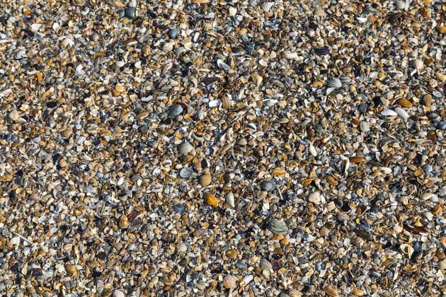 Die ostfriesische Nordseeinsel Norderney, Winter, viele kleine Nordseemuscheln, am Strand angespült,