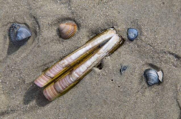 Die ostfriesische Nordseeinsel Norderney, Winter, viele kleine Nordseemuscheln, am Strand angespült, Schwertförmige Scheidenmuschel, Ensis Ensis,