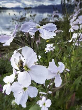 Gemeine Nachtviole (Hesperis matronalis), weiss bluehend mit Fliege , Norwegen, Troms dames-rocket, dames-violet, garden rocket, Dames rocket (Hesperis matronalis), blooming white with fly, Norway, Troms BLWS449341 Copyright: xblickwinkel H.xBaesemannx