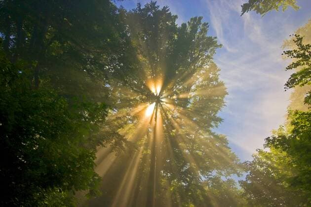 Sonnenstrahlen scheinen durch Blaetterdach, Deutschland sun beams gleaming through a tree crown, Germany BLWS449611 Copyright: xblickwinkel H.xBellmann F.xHeckerx