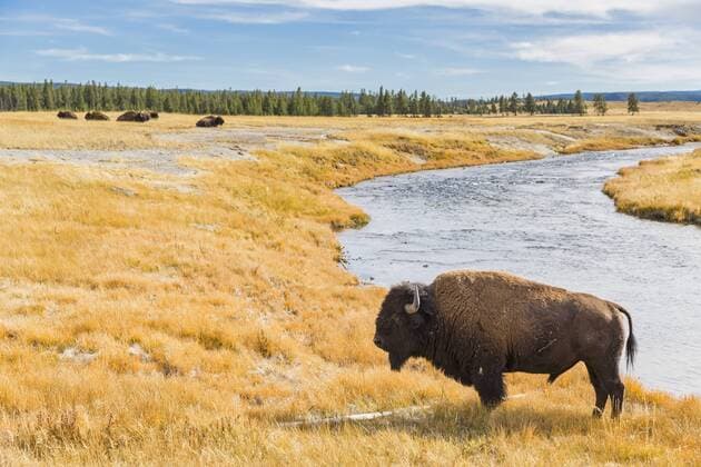 USA, Wyoming, Yellowstone National Park, American Bison at Firehole River  FOF08929