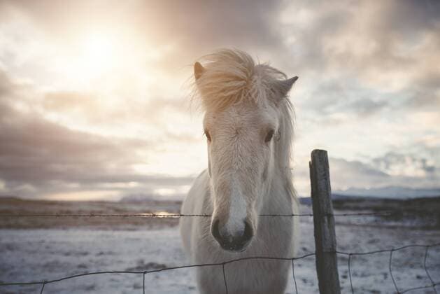 Iceland, Icelandic horse at sunset  EPF00403