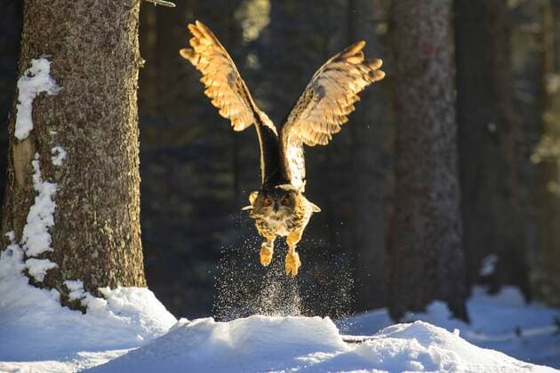 Uhu, Europaeischer Uhu (Bubo bubo), fliegt im winterlichen Wald von einem Schneehuegel ab, Vorderansicht, Tschechien, Hlinsko northern eagle owl (Bubo bubo), starting from a snow heap in a wintry forest, front view, Czech Republic, Hlinsko BLWS449523 Copyright: xblickwinkel S.xGerthx