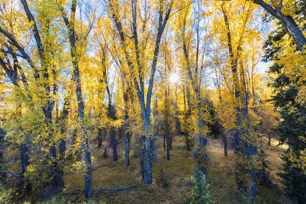 USA, Wyoming, Rocky Mountains, Grand Teton National Park, aspens in autumn  FOF08879