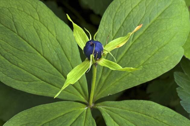 Vierblaettrige Einbeere, Einbeere (Paris quadrifolia), Bluete, Fruchtknoten, Deutschland Herb Paris (Paris quadrifolia), flower, Germany BLWS450145 Copyright: xblickwinkel H.xBellmann F.xHeckerx