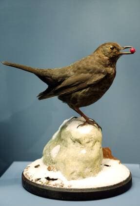 Erfurt - Sonderausstellung Glanzlichter der Präparation 30.03.17 , Erfurt, Naturkundemuseum, am 31.03. wird die Sonderausstellung Glanzlichter der Präparation Präperate und Tier-Kleinplastiken eröffnet (anlässlich der 55. internationalen Arbeitstagung des Verbandes Deutscher Präparatoren in Erfurt) es werden Präparate aus den Bereichen Medizin, Biologie und Geowissenschaften von unterschiedlichen Präparatoren ausgestellt, die Ausstellung soll das breite Spektrum der Präparatoren widerspiegeln im Bild: Amsel von Aminul Islam