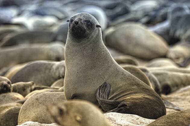 Namibia, Swakopmund, Namib desert, colony of Cape Fur Seal by the sea  DSGF01585