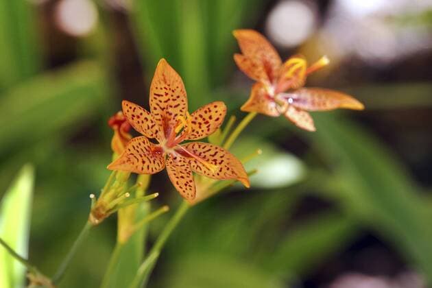 IMAGO Nature: Unsere Erde: Pflanzenwelt: Gepunktete Pflanzen Leopardenlilie, Leoparden-Lilie, Leopardenblume, Leoparden-Blume (Iris domestica, Belamcanda chinensis), Blueten, Kanaren, Gran Canaria leopard lily, blackberry lily, leopard flower (Iris domestica, Belamcanda chinensis), flowers, Canary Islands, Gran Canaria BLWS450249 Copyright: xblickwinkel E.xTeisterx