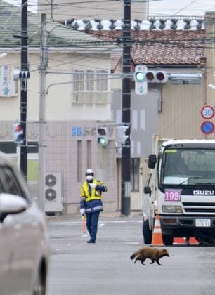 Evacuation order in Fukushima town to be lifted A raccoon dog crosses a street in the northeastern Japan town of Tomioka on March 31, 2017, a day before the government lifts an evacuation order for a large part of the town issued after the 2011 Fukushima Daiichi nuclear plant disaster. 