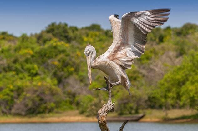 Spot-billed pelican or grey pelican (Pelecanus philippensis), Yala national patk, Sri Lanka  BEW1CD3CD8B