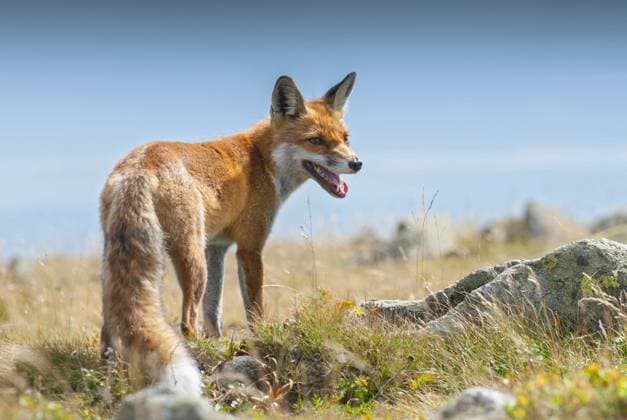 Young european Red fox (Vulpes vulpes), Babia Gora National Park, Poland.  BEW1CD3D6D2