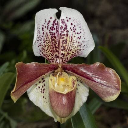 IMAGO Nature: Unsere Erde: Pflanzenwelt: Gepunktete Pflanzen Frauenschuh, (Paphiopedilum), Blüte Copyright: imageBROKER/WilfriedxWirth ibxdwh04510621.jpg