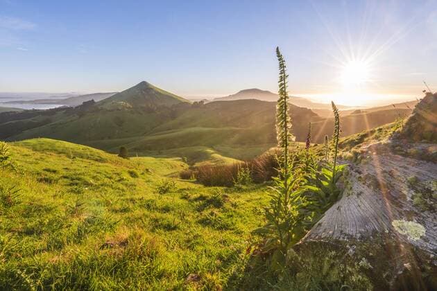  Blühender weißer Fingerhut (Digitalis purpurea), Sonnenaufgang mit Ausblick auf Otago Peninsula, pyramidenförmiger Berg Harbour Cone, Dunedin, Otago, Südinsel, Neuseeland, Ozeanien Copyright: imageBROKER/MoritzxWolf ibxmmw04511183.jpg