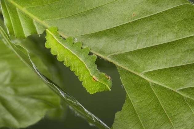 Nagelfleck (Aglia tau), Raupe frisst an Buche, Deutschland Tau emperor (Aglia tau), caterfillar eating beech leaf, Germany BLWS450803 Copyright: xblickwinkel F.xHeckerx