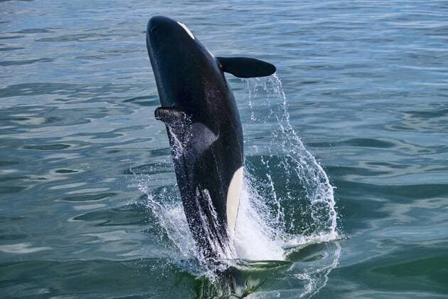 A Killer Whale or Orca breaching the water in the Straits of Georgia off Vancouver. Copyright: xAlanxNovelli LOOPxIMAGESx ANI22316WT01