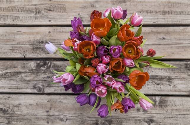 Tulips property released  TCF05360