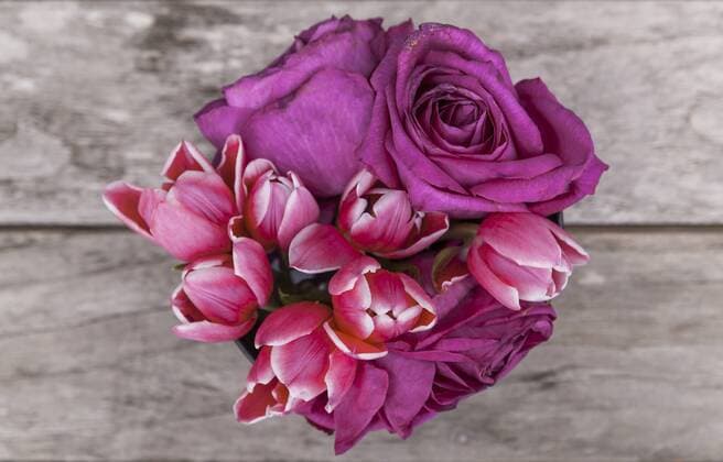 Tulips and roses property released  TCF05359