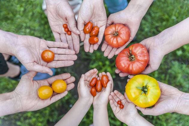 Hands of five people holding various sorts of tomatoes model released Symbolfoto property released  TCF05362