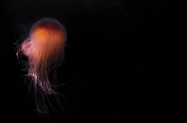 Lion s mane jellyfish ((Cyanea capillata), Prince William Sound, Alaska, United States of America, North America Copyright: AshleyxMorgan 1249-52