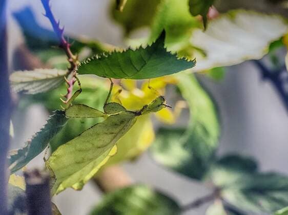 DEU; Deutschland, Stuttgart, 25.03.2017: Wandelndes Blatt (Phyllium celebicum). Der zoologisch-botanische Garten Wilhelma in Stuttgart. Â