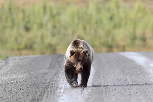 Grizzly bear on the Dempster Highway, Yukon, Canada  acp82223 JohnxExMarriott