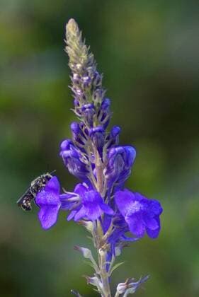 Purpur-Leinkraut, Purpurleinkraut, Purpurbluetiges Leinkraut (Linaria purpurea), bluehend mit Biene purple toadflax (Linaria purpurea), blooming with bee BLWS453608 Copyright: xblickwinkel S.xDerderx