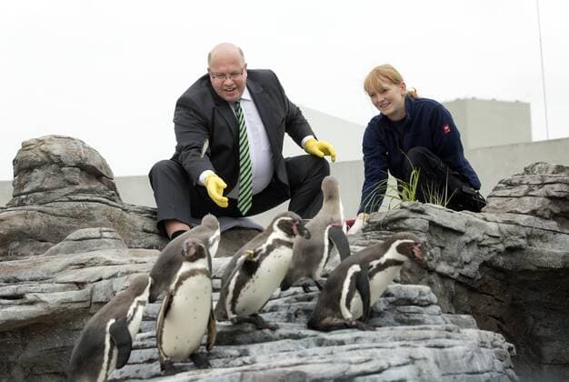 Bundesumweltminister Peter Altmaier besucht das Ozeaneum in Stralsund. Hier fuettert Atlmaier mit Tierpflegerin Anne May die Pinguine. Ausserdem uebernimmt der Minister die Ehrenpatenschaft fuer das Pinguinweibchen Cieco, das am 21.06.2011 als erstes Kueken auf der Pinguinanlage des Ozeaneums geschluepft ist. Stralsund Deutschland Copyright: xThomasxKoehler photothekx