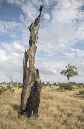 IMAGO Nature: Unsere Erde, Naturschutz, Naturschutzgebiete in Afrika Abgestorbener Baum im Khaudum Nationalpark in Namibia. Der Park ist Teil des grenzuebergreifenden Nationalpark - Projektes KAZA, finanziert durch die deutsche Entwicklungszusammenarbeit. Namibia Khaudum Nationalpark, 20.05.2013 Khaudum Nationalpark Namibia Copyright: xThomasxImox