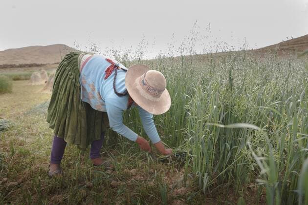 IMAGO Nature: Unsere Erde, Klimawandel, Ernährung, Pflanzen der Zukunft, Hafer Eine Baeuerin erntet Hafer in den Anden von Bolivien, Sacaca, 15.04.2016. , available, , Sacaca Potosi Bolivien Copyright: xUtexGrabowskyx