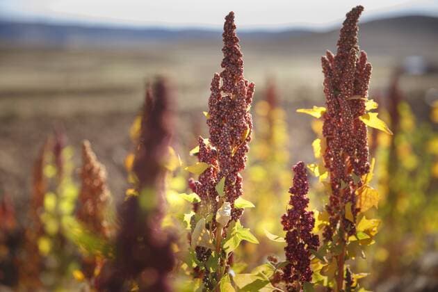IMAGO Nature: Unsere Erde, Klimawandel, Ernährung, Pflanzen der Zukunft, Quinoa Landwirtschaft, Quinoa Anbau Quinoapflanzen in den Anden von Bolivien, Sacaca, 15.04.2016. Sacaca Potosi Bolivien Copyright: xUtexGrabowskyx