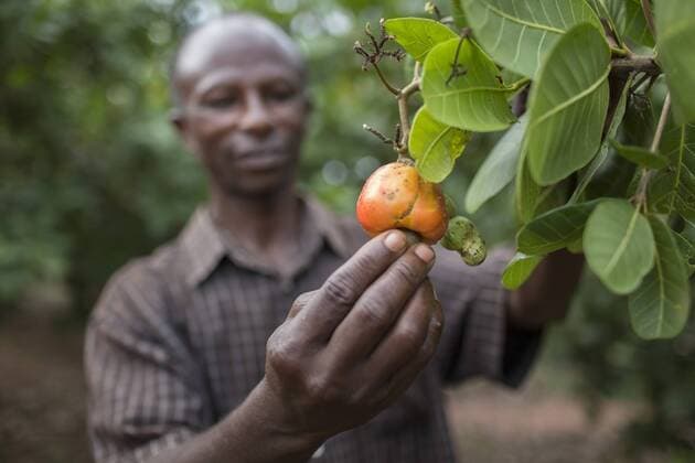 Landwirtschaft, Cashew Anbau Ein afrikanischer Bauer untersucht eine Cashew-Pflanze in der Cashew Research Station in Wenchi, 06.09.2016. , available, , Wenchi Ghana Copyright: xThomasxImox