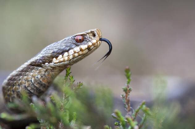 Kreuzotter, Kreuz-Otter (Vipera berus), zuengelnd, Portraet, Deutschland, Niedersachsen Adder, common viper, common European viper, common viper (Vipera berus), darting its tongue in and out, portrait, Germany, Lower Saxony BLWS453729 Copyright: xblickwinkel McPHOTO W.xRolfesx