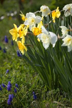 Daffodils and grape hyacinths in a garden  NDF00641