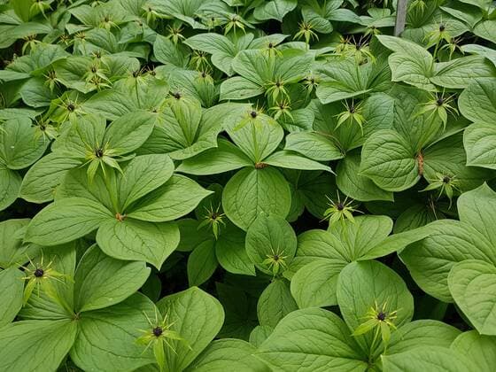 Einbeere; Paris, quadrifolia, Heilpflanze Herb Paris, quadrifolia