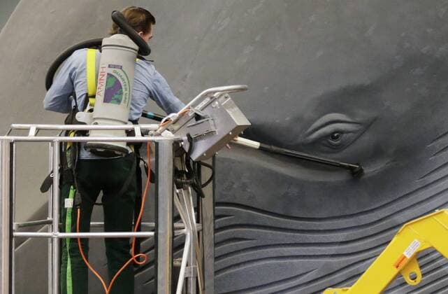 A worker cleans the 94-foot-long blue whale model in the Milstein Hall of Ocean Life with long-handled brushes and vacuums to take off dust and dirt from this celebrated exhibit at the American Museum of Natural History in New York City on May 30, 2017. The life-sized model has been a popular exhibit since it was first installed in 1969. The largest model of the largest creature that has ever lived on Earth, the Museum s blue whale is made of fiberglass and polyurethane and weighs 21,000 pounds.  NYP20170531103 JOHNxANGELILLO