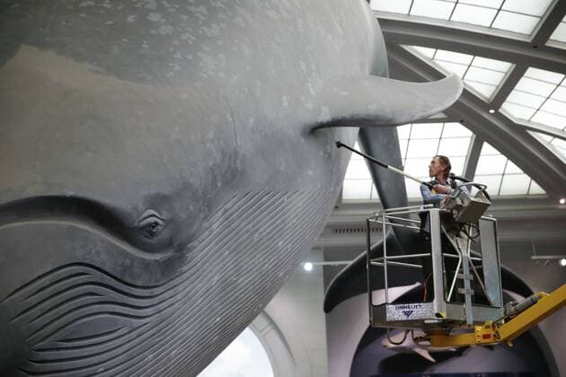 Bilder des Tages A worker cleans the 94-foot-long blue whale model in the Milstein Hall of Ocean Life with long-handled brushes and vacuums to take off dust and dirt from this celebrated exhibit at the American Museum of Natural History in New York City on May 30, 2017. The life-sized model has been a popular exhibit since it was first installed in 1969. The largest model of the largest creature that has ever lived on Earth, the Museum s blue whale is made of fiberglass and polyurethane and weighs 21,000 pounds.  NYP20170531109 JOHNxANGELILLO
