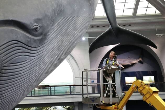 A worker cleans the 94-foot-long blue whale model in the Milstein Hall of Ocean Life with long-handled brushes and vacuums to take off dust and dirt from this celebrated exhibit at the American Museum of Natural History in New York City on May 30, 2017. The life-sized model has been a popular exhibit since it was first installed in 1969. The largest model of the largest creature that has ever lived on Earth, the Museum s blue whale is made of fiberglass and polyurethane and weighs 21,000 pounds.  NYP20170531110 JOHNxANGELILLO