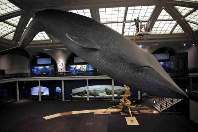 A worker cleans the 94-foot-long blue whale model in the Milstein Hall of Ocean Life with long-handled brushes and vacuums to take off dust and dirt from this celebrated exhibit at the American Museum of Natural History in New York City on May 30, 2017. The life-sized model has been a popular exhibit since it was first installed in 1969. The largest model of the largest creature that has ever lived on Earth, the Museum s blue whale is made of fiberglass and polyurethane and weighs 21,000 pounds.  NYP20170531112 JOHNxANGELILLO