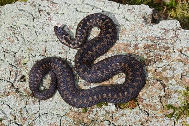  Kreuzotter (Vipera berus), liegt auf Felsen, Sonnenbad, Schleswig-Holstein, Deutschland, Europa Copyright: imageBROKER/JustusxdexCuveland ibxuve04522724.jpg